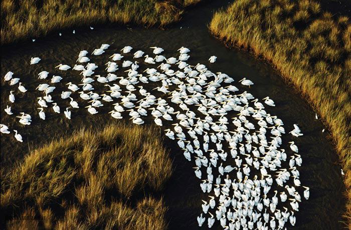 مهاجرت مهاجرت