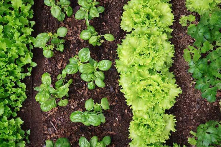 کاشت و پرورش سبزی در خانه کاشت و پرورش سبزی در خانه