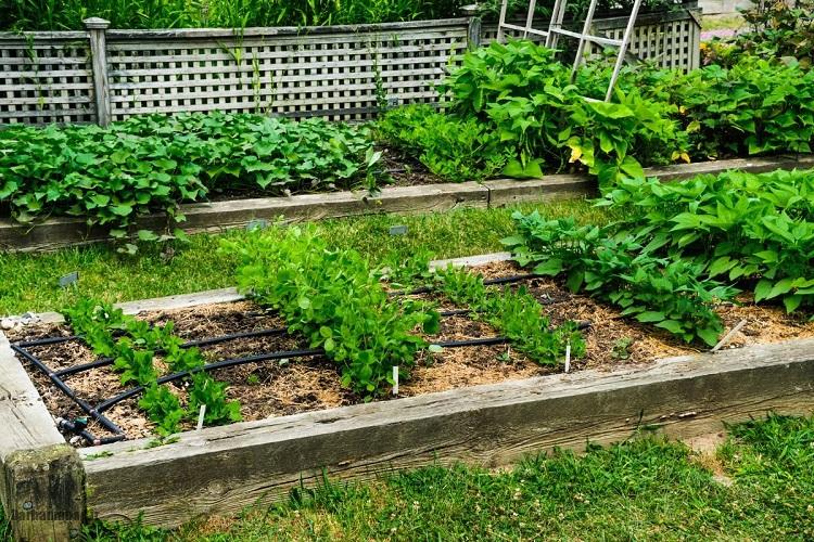 کاشت و پرورش سبزی در خانه