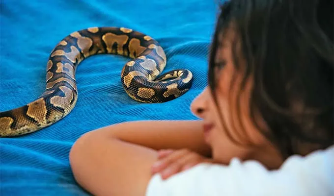 snake dream interpretation تعبیر مار در خواب