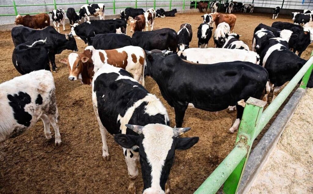 تب برفکی تب برفکی