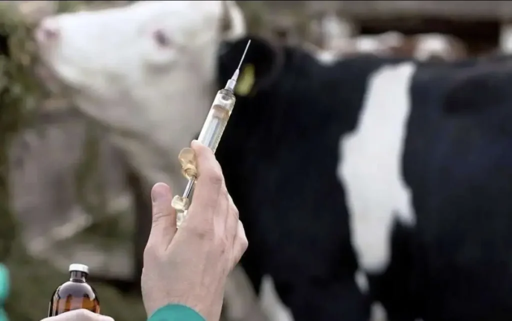 تب برفکی تب برفکی