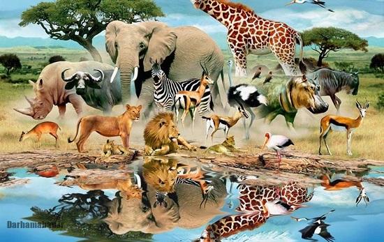 انواع جانوران