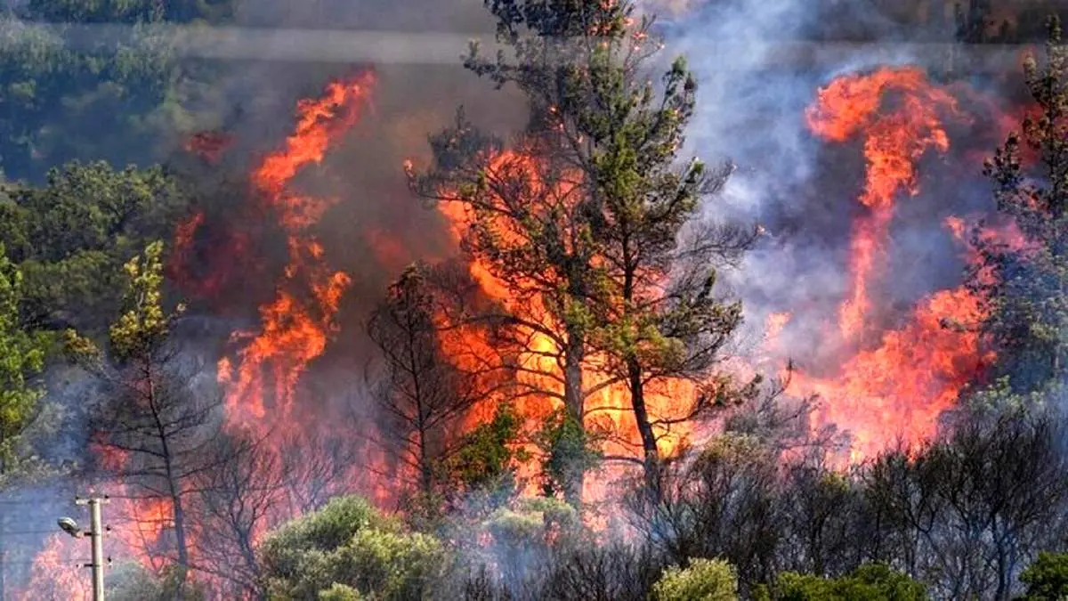 آتش سوزی جنگل