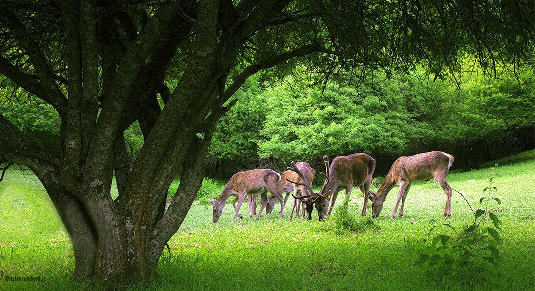 جنگل‌های ایران