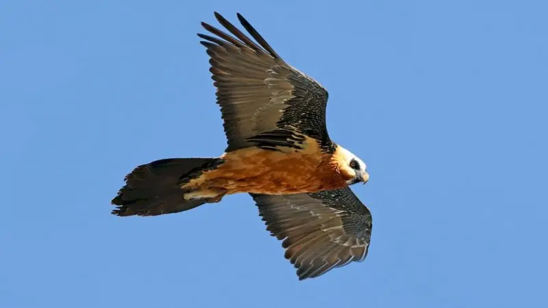 همای سعادت همای سعادت