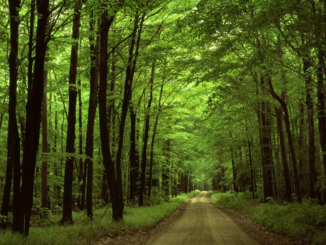 جنگل های هیرکانی