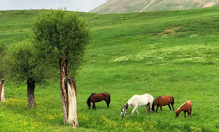 سفر یک روزه سفر یک روزه