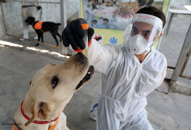 کرونا در حیوانات (3) کرونا در حیوانات (3)